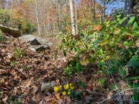 288 Millbrae Loop # 1632, Hendersonville, NC 28791, MLS # 4195432 - Photo #16