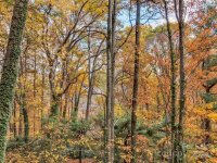 663 Dogwood Trail, Waynesville, NC 28786, MLS # 4197669 - Photo #31