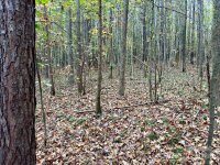 Swing Dairy Road, Lexington, NC 27295, MLS # 4198493 - Photo #15