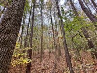 Swing Dairy Road, Lexington, NC 27295, MLS # 4198493 - Photo #23