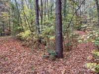 Swing Dairy Road, Lexington, NC 27295, MLS # 4198493 - Photo #24