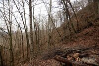 Jacks Knob Road, Barnardsville, NC 28709, MLS # 4210360 - Photo #4